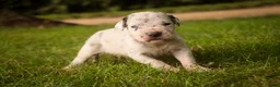 Great Dane dogs for sale: Benson Great Dane  - Ad 13