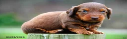 Miniature Dachshund dogs for sale: Carly - Ad 4