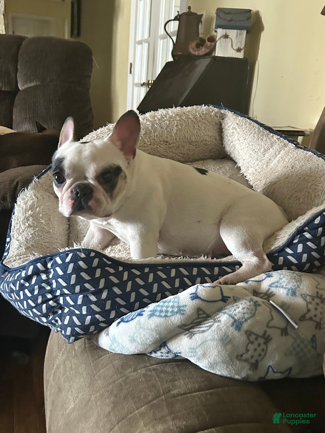 French Bulldog dogs for sale: Mon Cherie - Ad 6