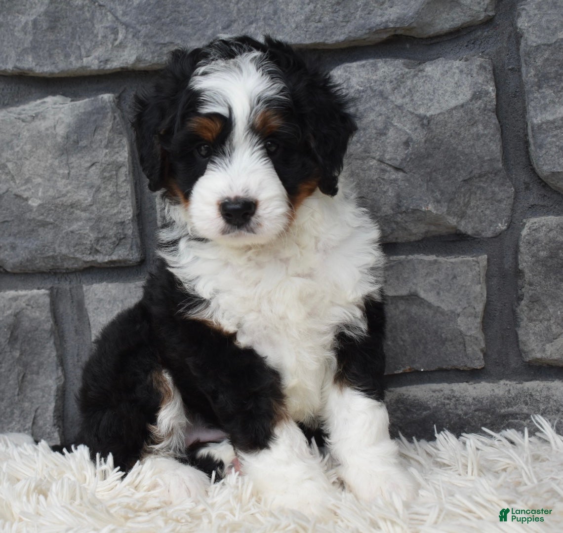 Mini Bernedoodle dogs Carly  - Ad 1