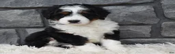 Mini Bernedoodle dogs for sale: Carly  - Ad 1