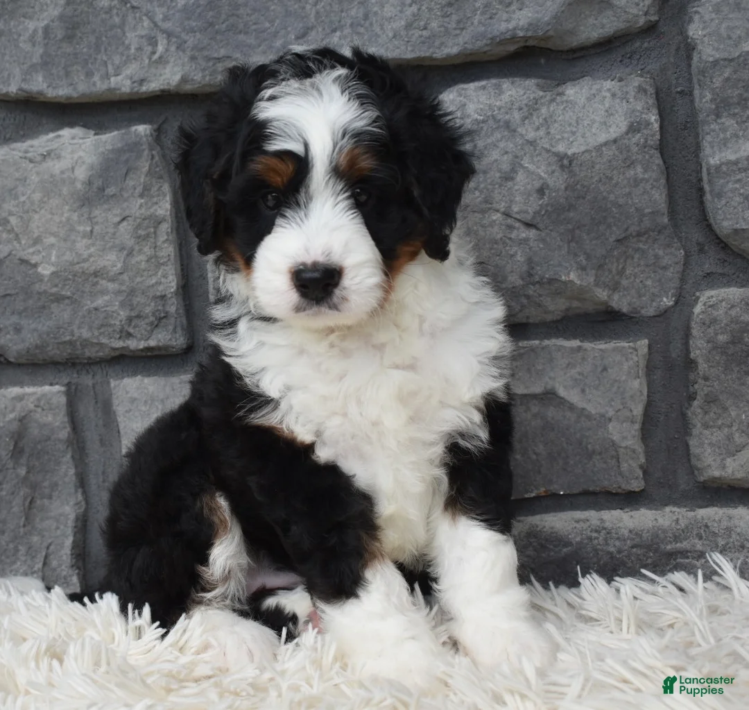 Mini Bernedoodle dogs for sale: Carly  - Ad 1