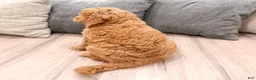 Mini Goldendoodle dogs for sale: Sadie - Ad 5
