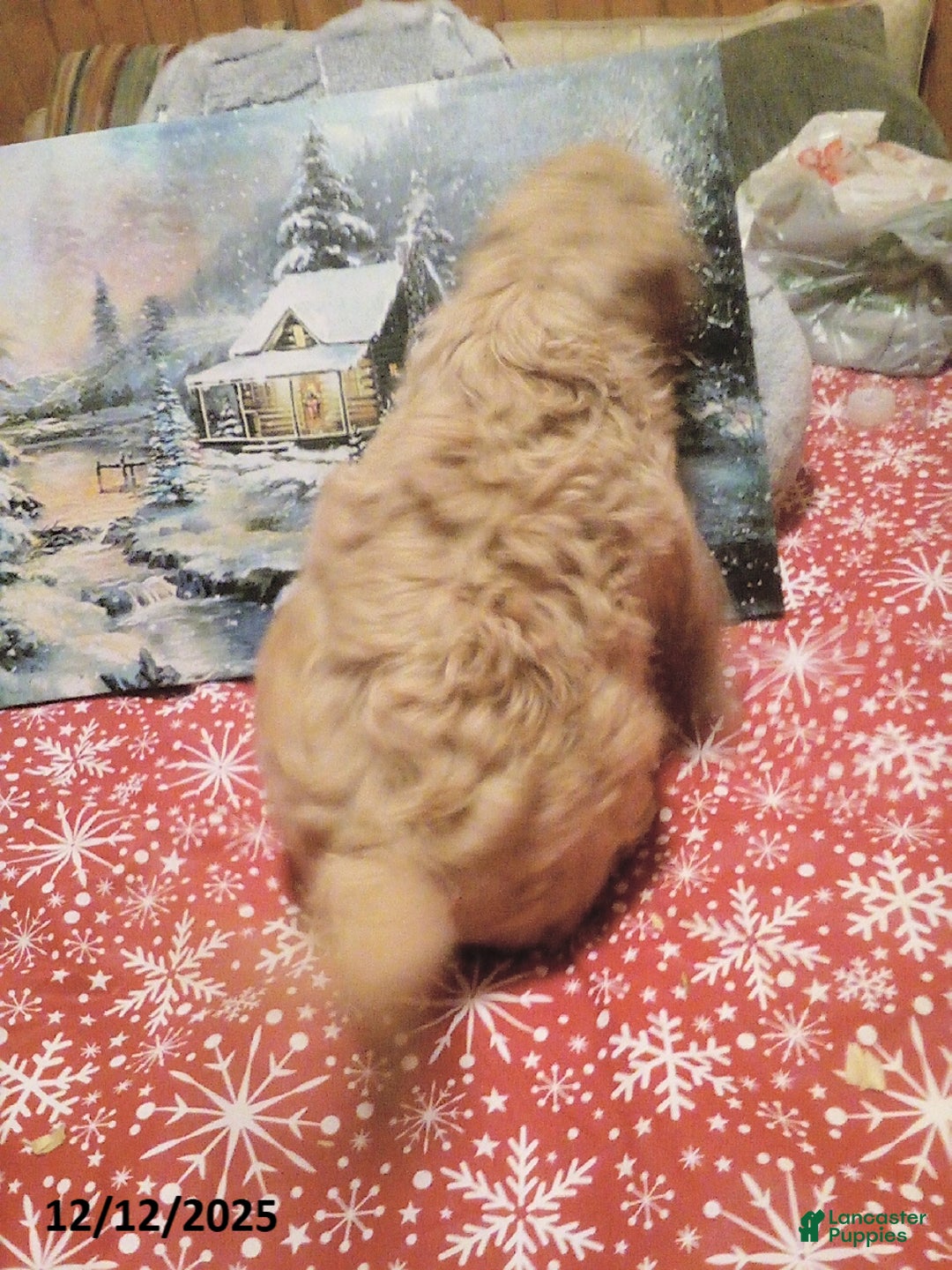 Goldendoodle dogs for sale: Duke - Ad 2