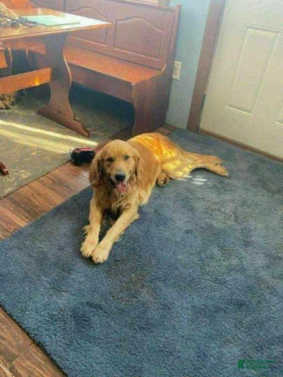 Golden Retriever dogs for sale: Barley - Ad 6