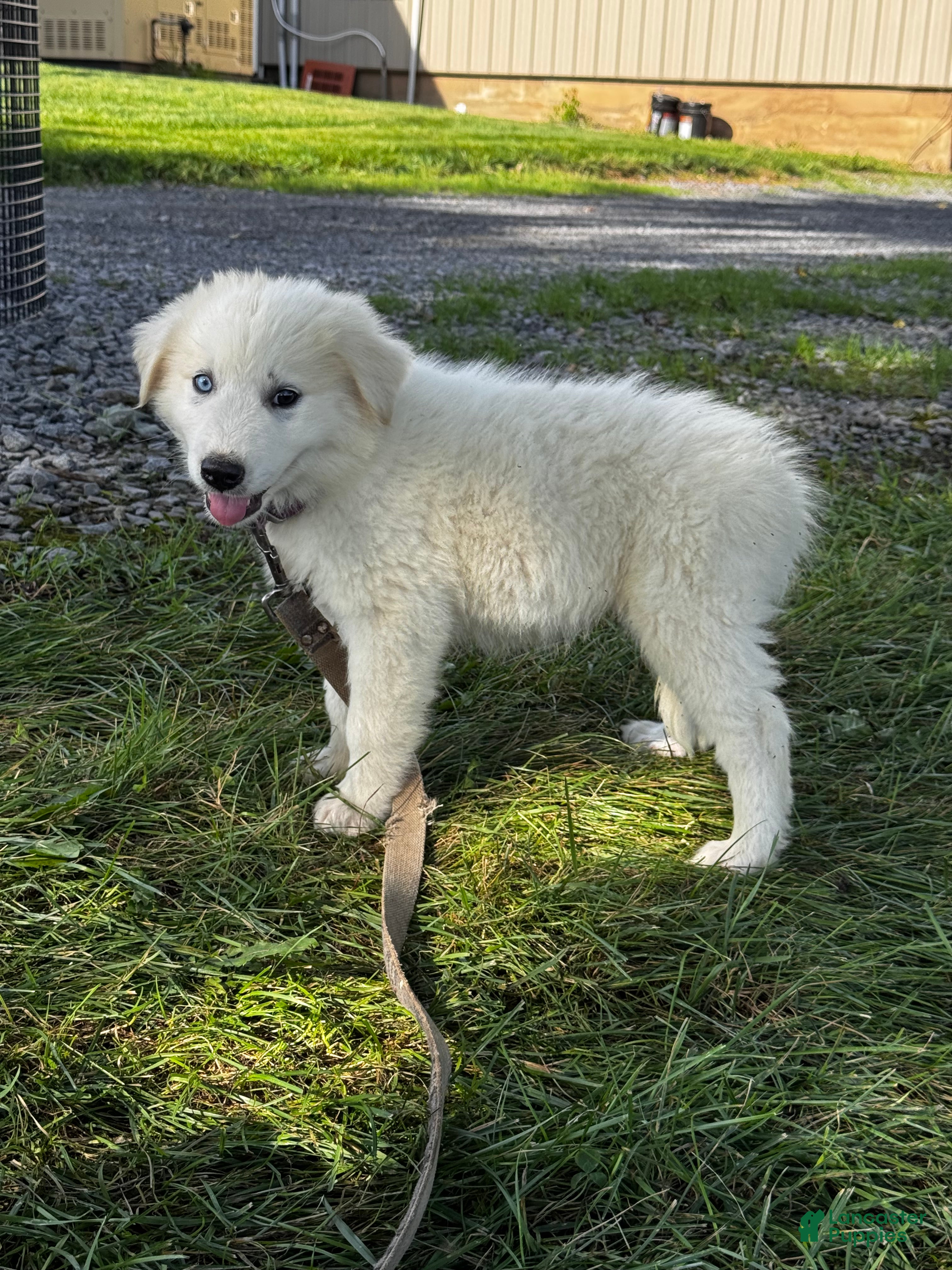 Great Pyrenees dogs Greta - Ad 2