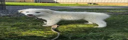 Great Pyrenees dogs for sale: Greta - Ad 2