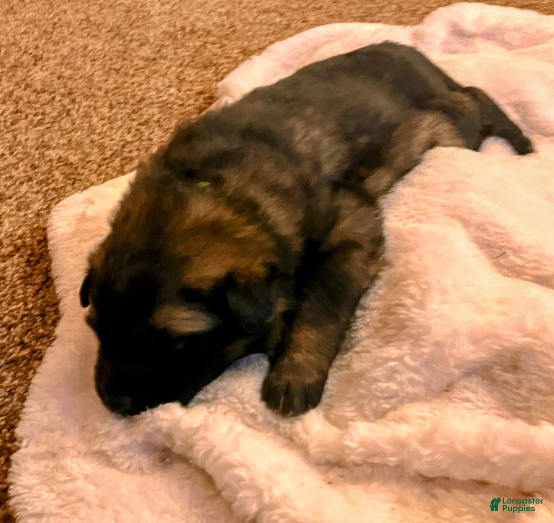 German Shepherd dogs for sale: ♥️SWEET SABLE ♥️ - Ad 1