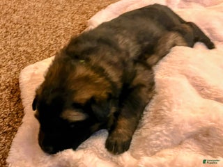 German Shepherd dogs ♥️SWEET SABLE ♥️ - Ad 25