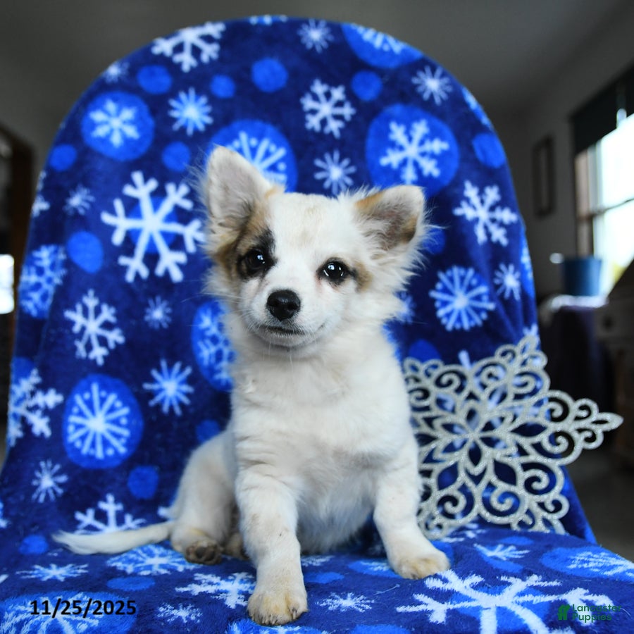 Chihuahua dogs Comet - Ad 4
