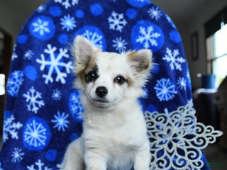 Chihuahua dogs Comet - Ad 37