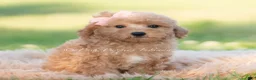 Mini Goldendoodle dogs for sale: nova - Ad 6