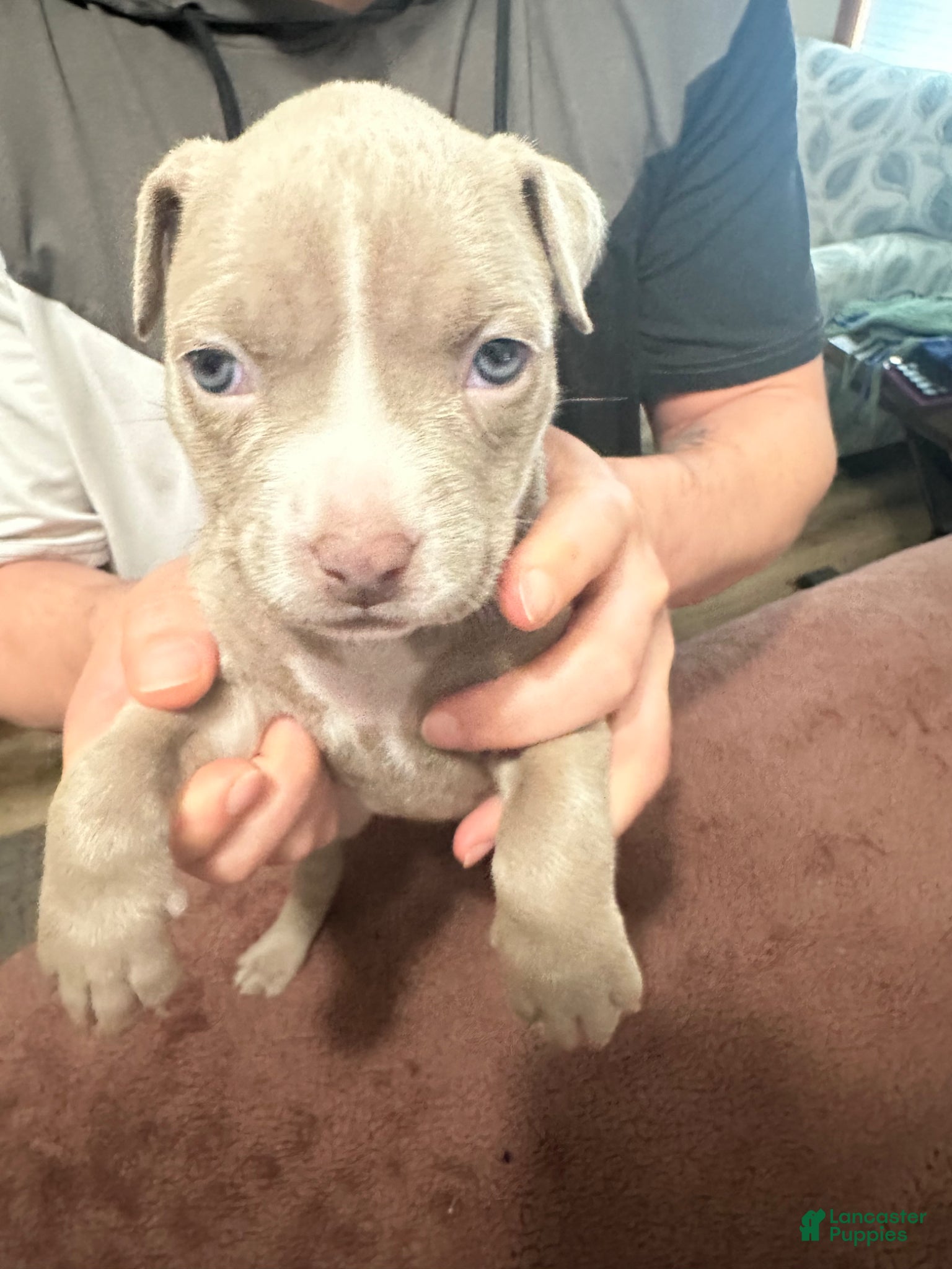 American Pit Bull Terrier dogs American Pit Bull Terrier Puppy 10 - Ad 4