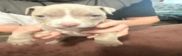 American Pit Bull Terrier dogs for sale: American Pit Bull Terrier Puppy 10 - Ad 1