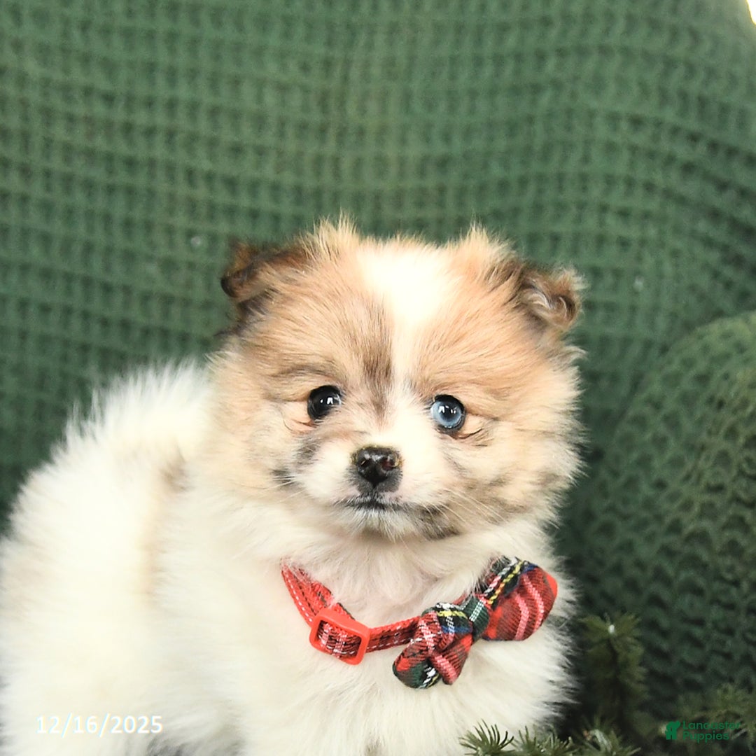 Pomeranian dogs for sale: Dolly - Ad 5