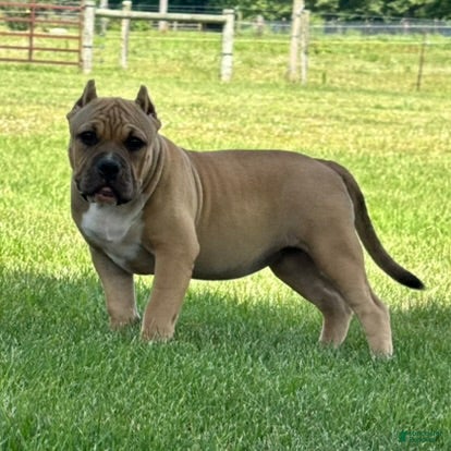 American Bully dogs Flora - Ad 2