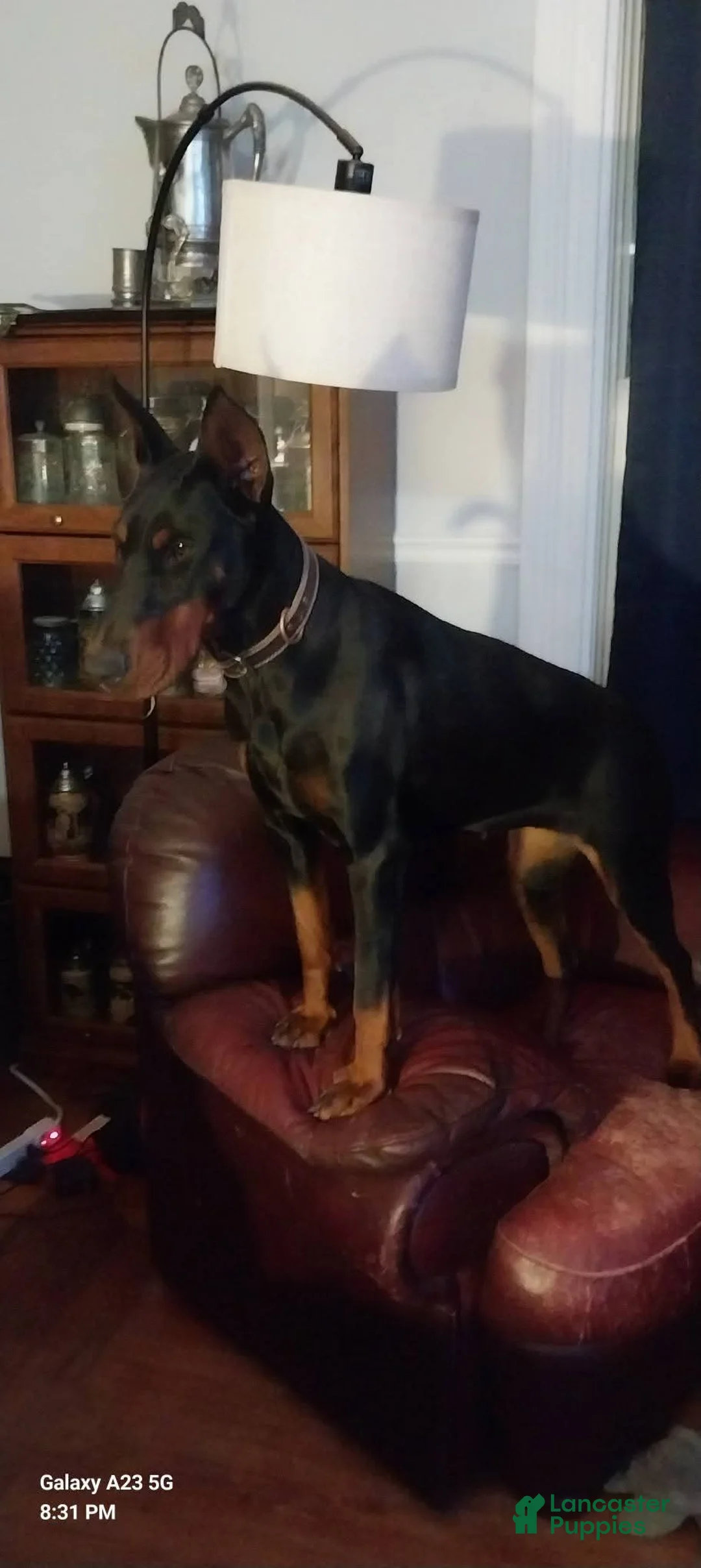 Doberman Pinscher dogs for sale: Doberman Pinscher Puppy 3 - Ad 2