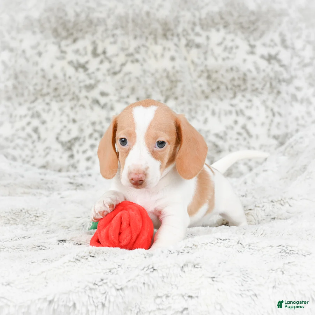 Miniature Dachshund dogs for sale: Chloe - Ad 7