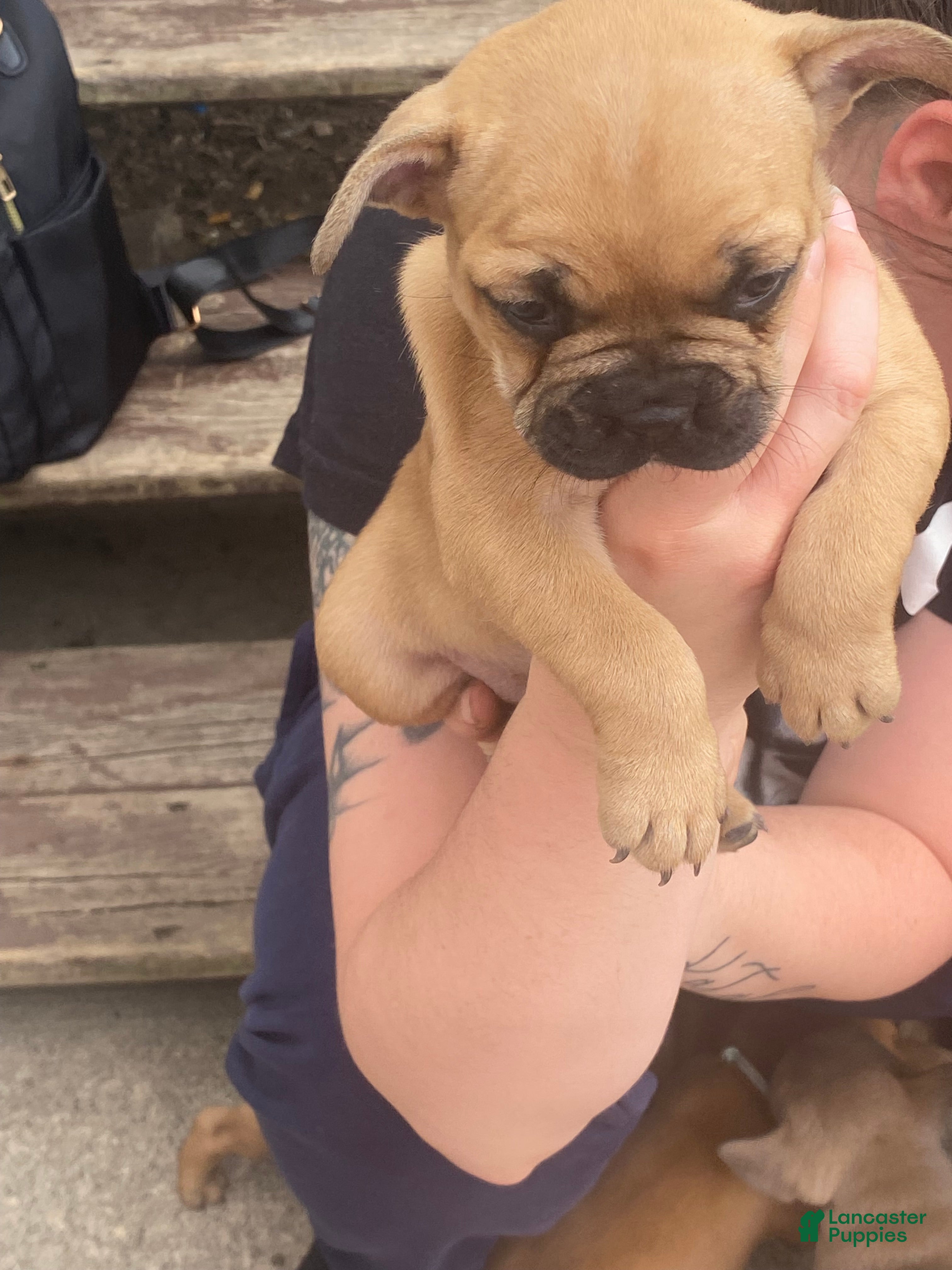 French Bulldog dogs French Bulldog Puppy 4 - Ad 7