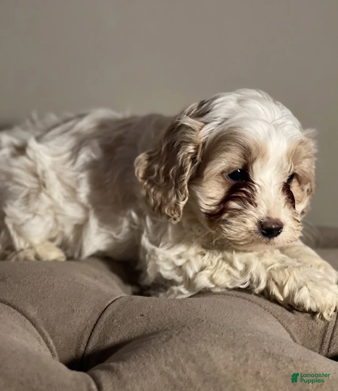 Cockapoo dogs for sale: Dior - Ad 2