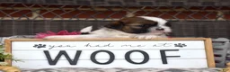 Shih Tzu dogs for sale: Teddy Bear - Ad 6