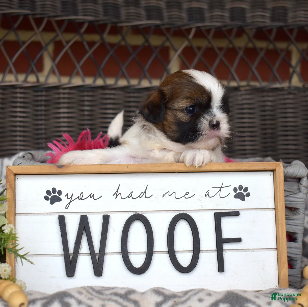 Shih Tzu dogs for sale: Teddy Bear - Ad 6
