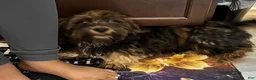 Yorkiepoo dogs for sale: Yorkiepoo 1 - Ad 3