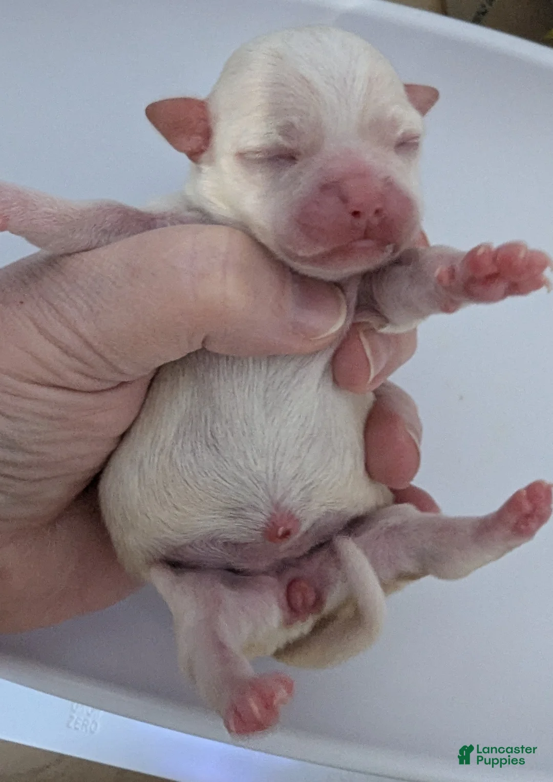 Chihuahua dogs for sale: Riley - Ad 3