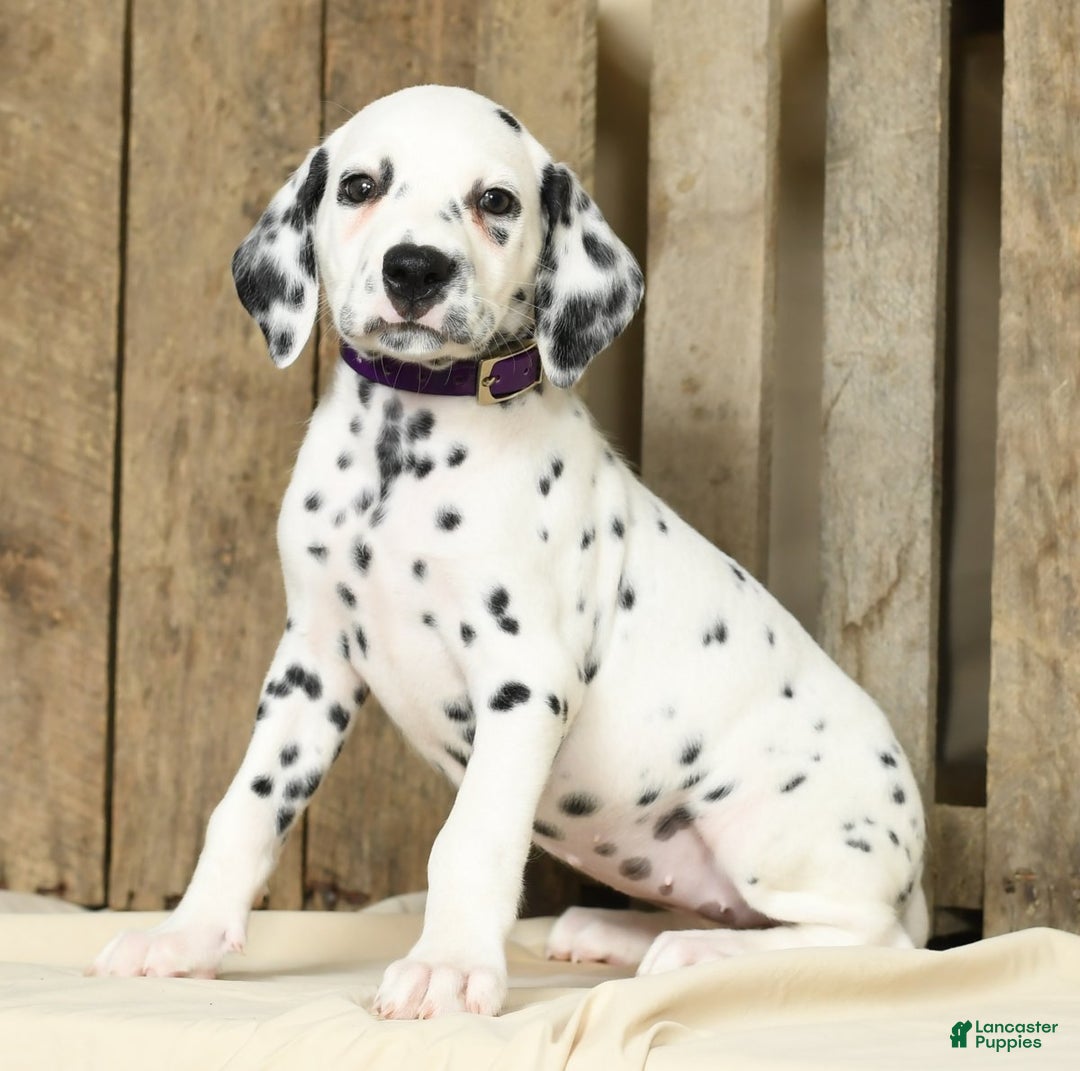 Dog Breed Dalmatian Puppies For Sale Kijiji Akc Great Dane Puppies