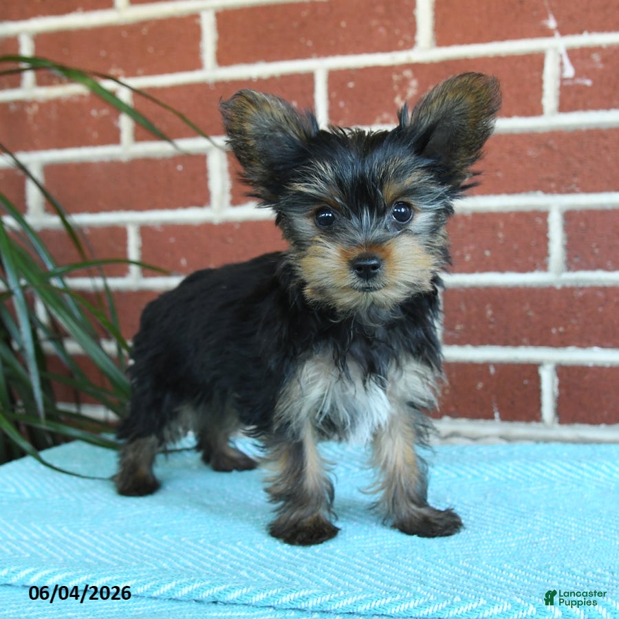 Yorkshire Terrier dogs Nutella - Ad 1