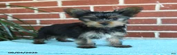 Yorkshire Terrier dogs for sale: Nutella - Ad 6