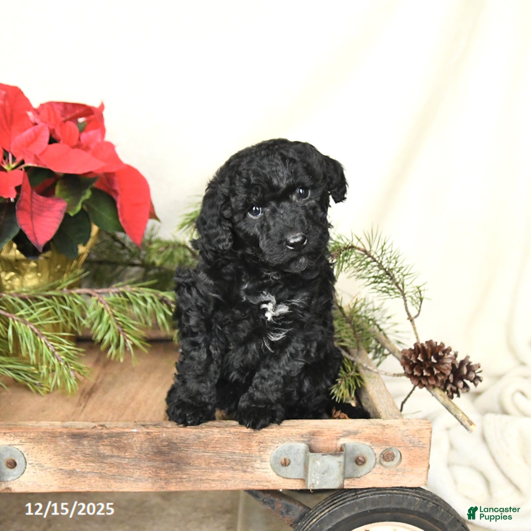 Sheltiedoodle dogs for sale: Midnight - Ad 3