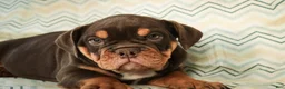 English Bulldog dogs for sale: Glamour - Ad 2