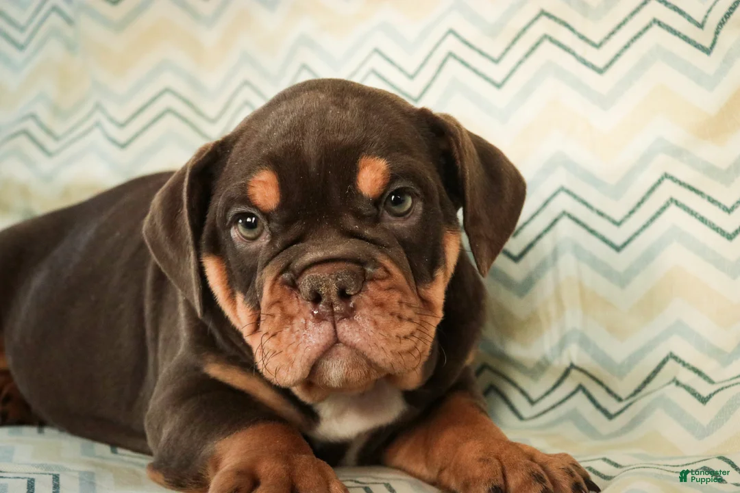 English Bulldog dogs for sale: Glamour - Ad 2