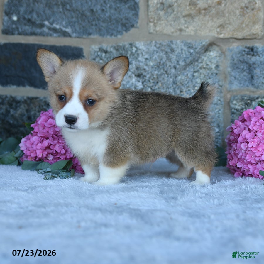 Welsh Corgi Pembroke dogs Vickter - Ad 2