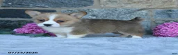 Welsh Corgi Pembroke dogs for sale: Vickter - Ad 2