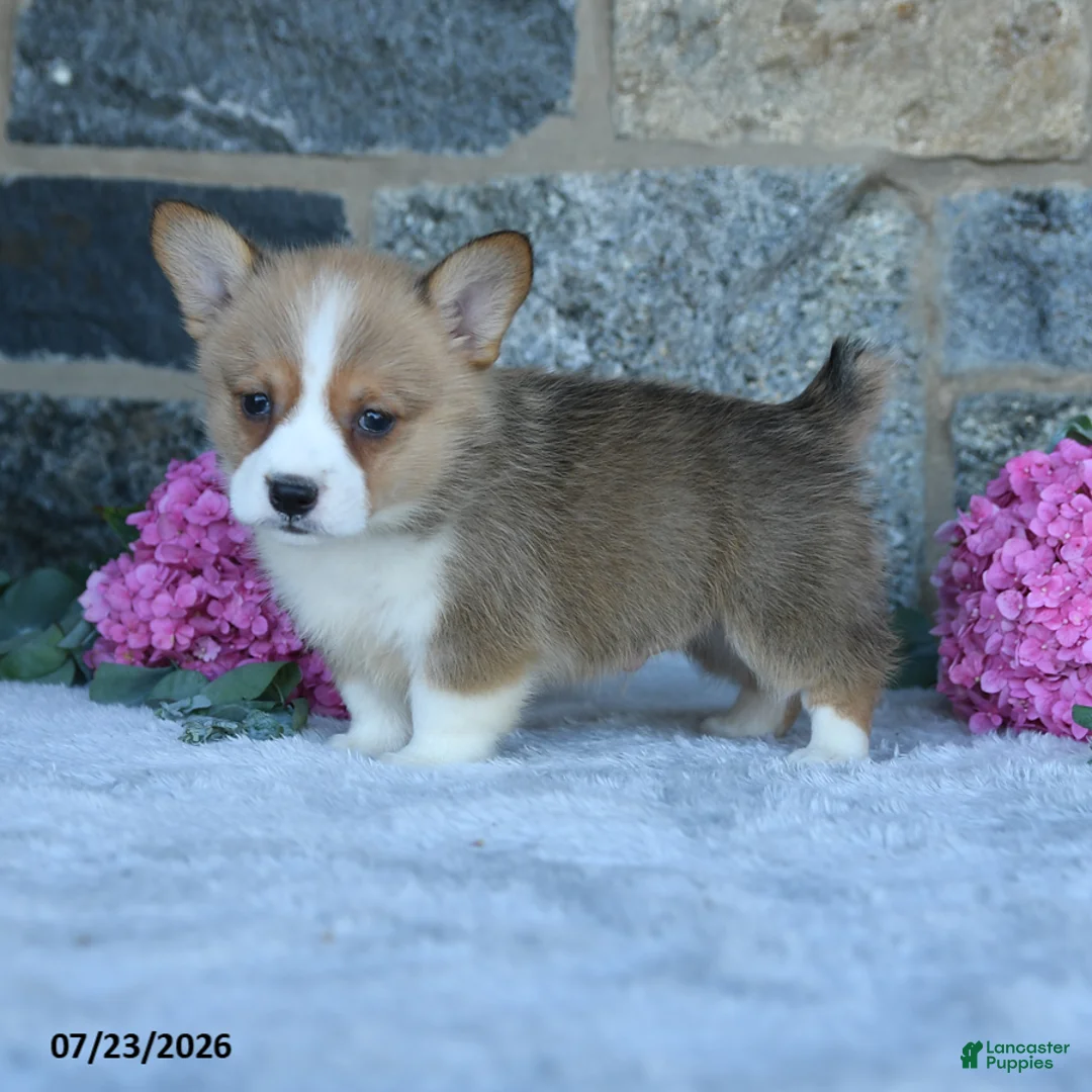 Welsh Corgi Pembroke dogs for sale: Vickter - Ad 2
