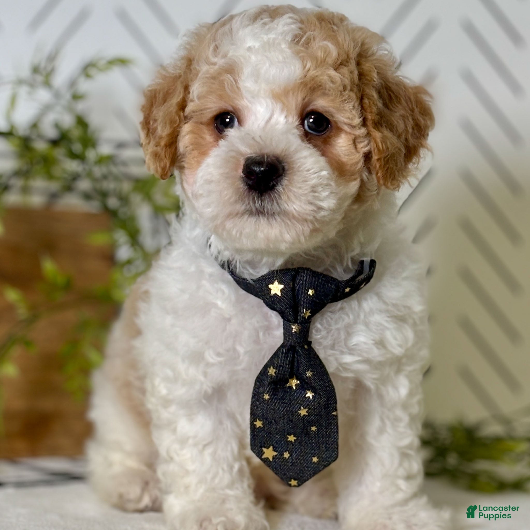 Toy Poodle dogs Frost - Ad 20