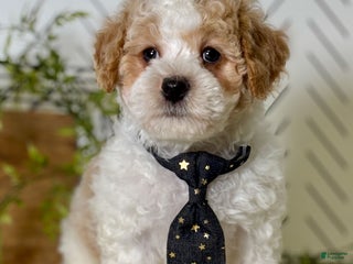 Toy Poodle dogs Frost - Ad 25