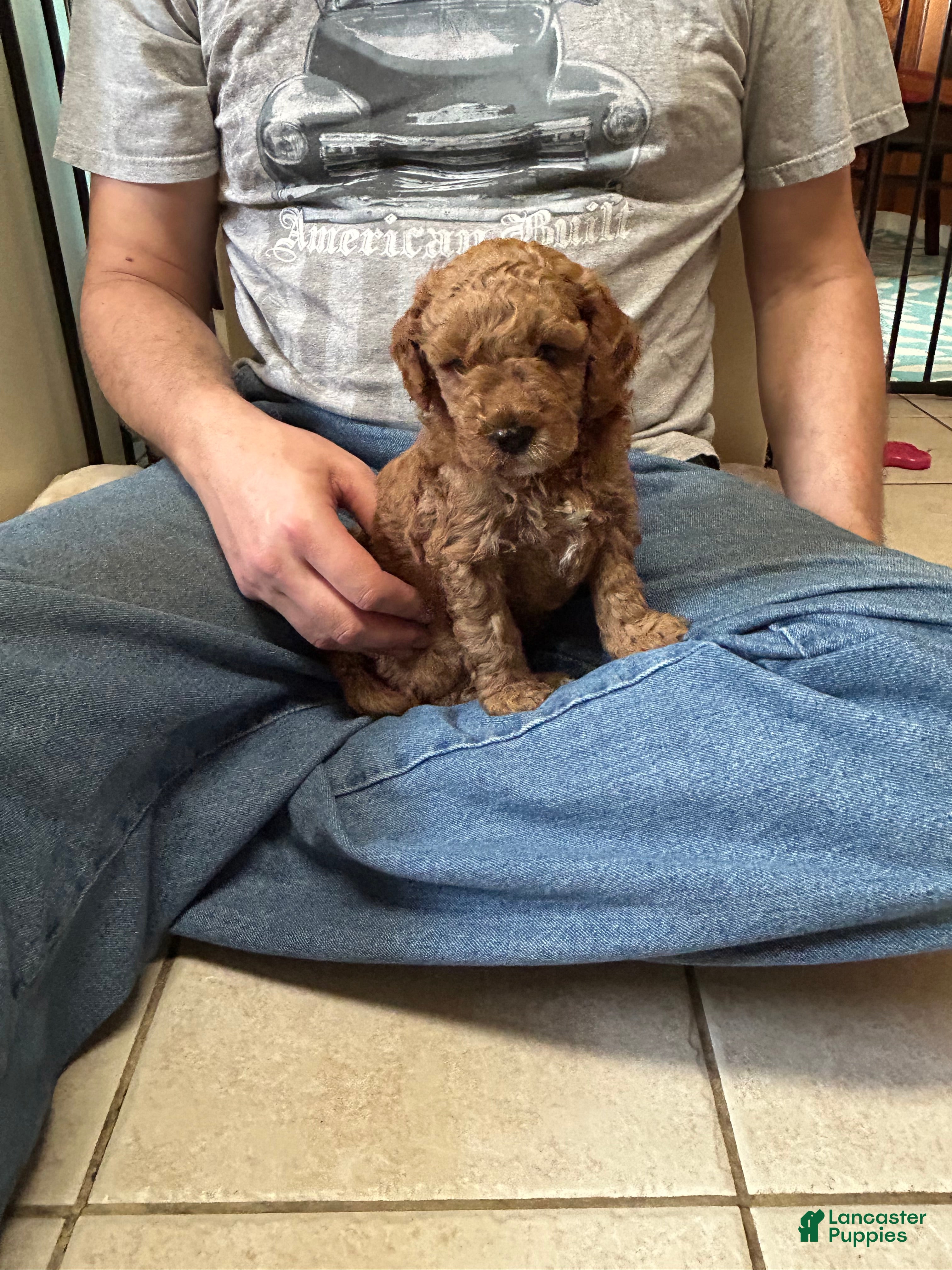 Mini Goldendoodle dogs Petite Valentino Mini Goldendoodle Puppy 1 - Ad 1