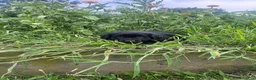 Mixed Breed dogs for sale: Lonie - Ad 2