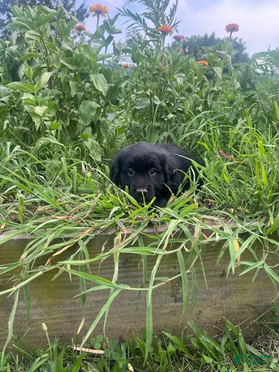 Mixed Breed dogs for sale: Lonie - Ad 2
