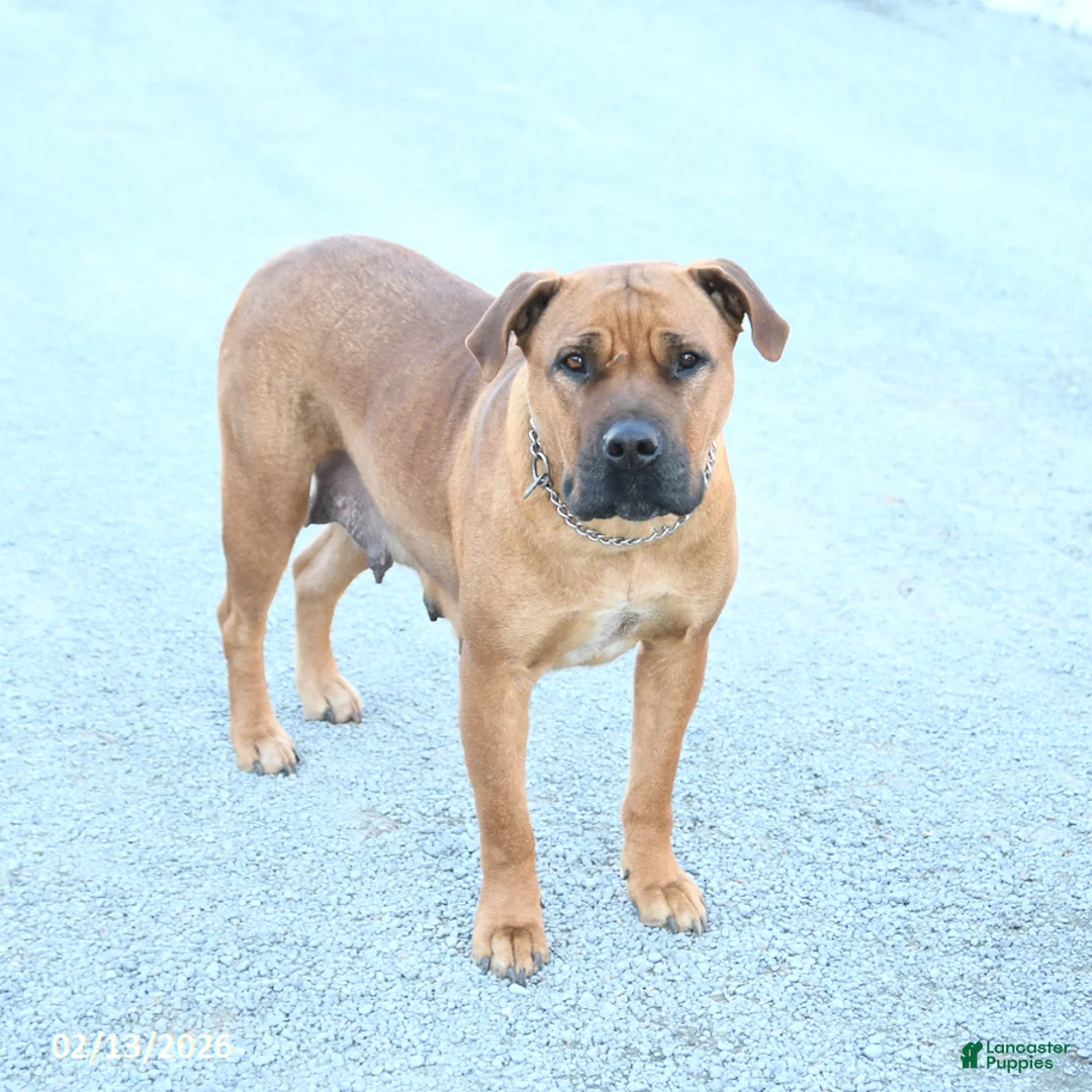 South African Boerboels dogs for sale: Alex - Ad 6