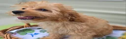 Cavapoo dogs for sale: Miles - Ad 25