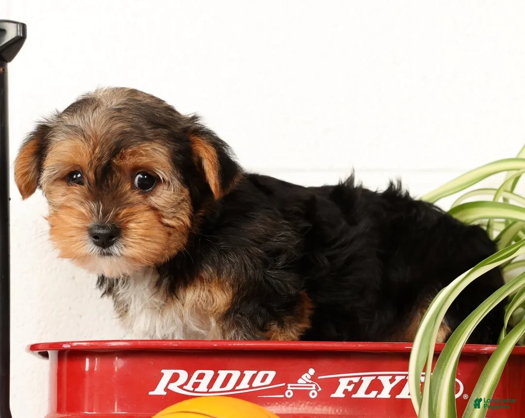 Yorkshire Terrier dogs for sale: Kato - Ad 15