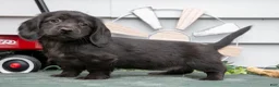 Miniature Dachshund dogs for sale: Iris - Ad 1