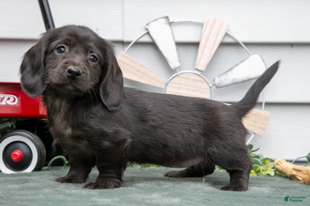 Miniature Dachshund dogs for sale: Iris - Ad 1