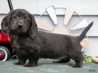 Miniature Dachshund dogs for sale: Iris - Ad 3