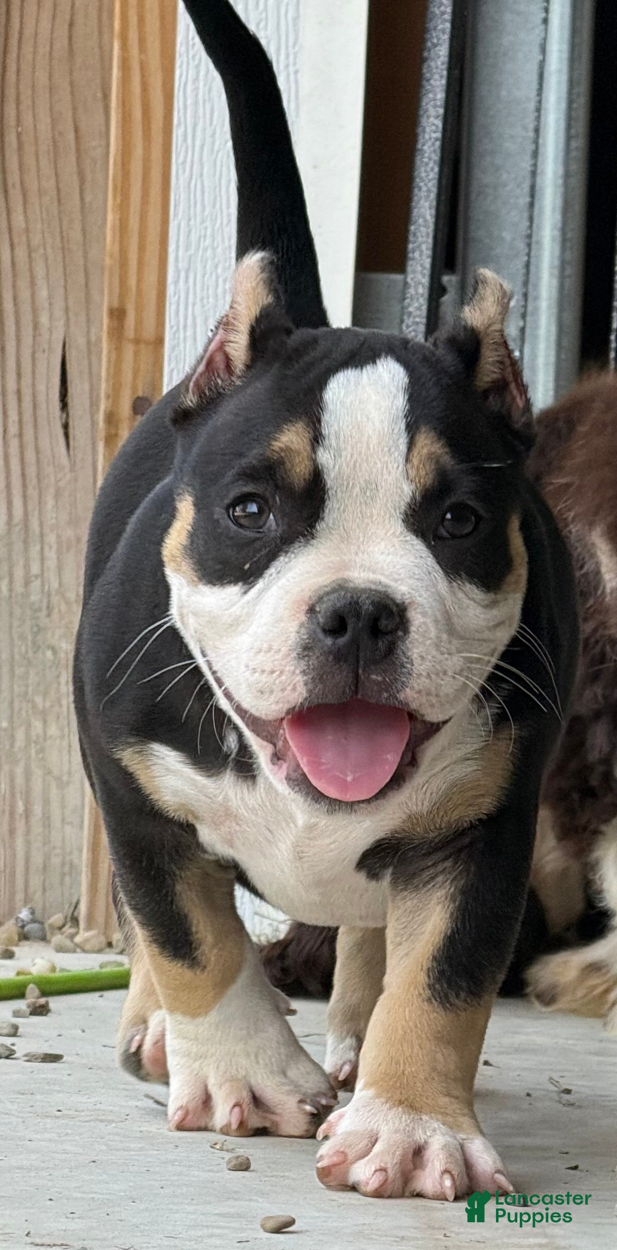 American Bully dogs Snoopy  - Ad 1