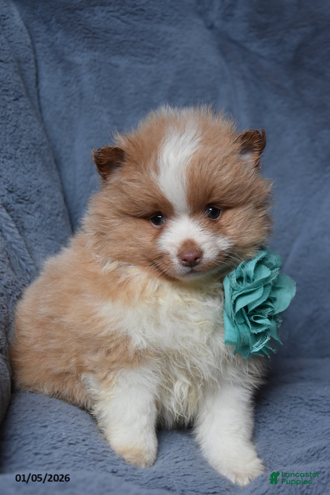 Pomeranian dogs for sale: Reece - Ad 1